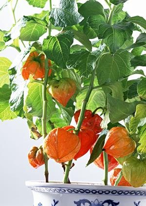 茨城の質店とリサイクルジュエリー